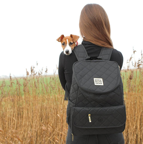 Wanderlust with Whiskers: A Digital Nomad’s Guide to Traveling with a Pet