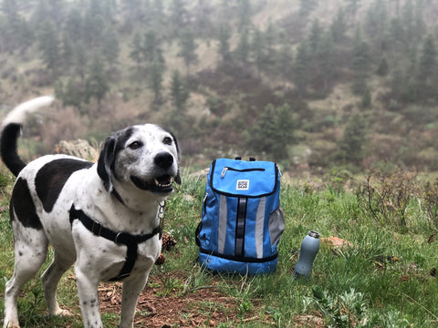 The Longevity Benefits of Owning a Dog