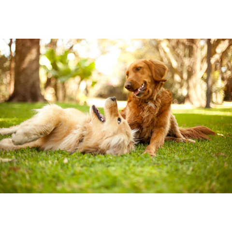 5 Best Dogs to Cuddle With