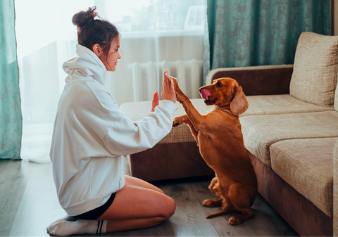 Seizing Opportunity: Why Now is the Perfect Moment to Launch Your Pet Care Business