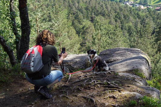 A Guide to Snapping Insta-Worthy Travel Pics of Your Dog