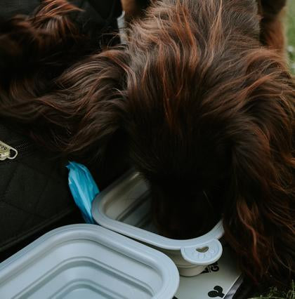 dog weekender backpack