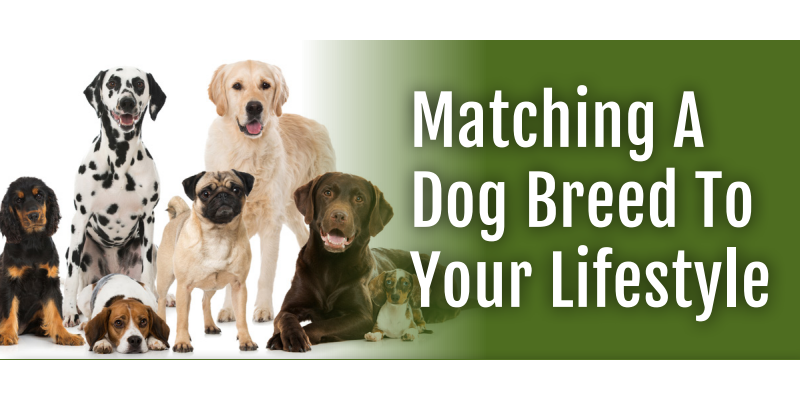 Matching A Dog Breed To Your Lifestyle