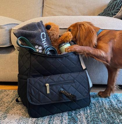 Fur, Paws, and Peace of Mind: Practical Home Maintenance for Pet Owners