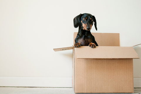 Tips for Moving to a New State with Your Pet